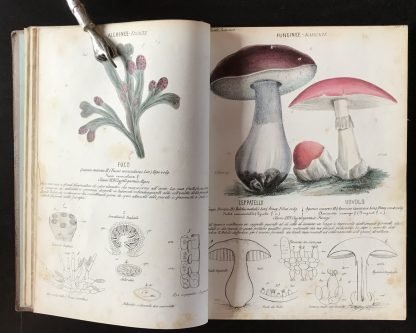 Ambrogio Robiati Atlante elementare di botanica 50 tavole colorate 1847 - immagine 2