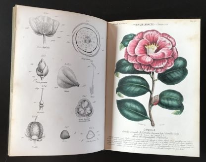 Ambrogio Robiati Atlante elementare di botanica 50 tavole colorate 1847 - immagine 4