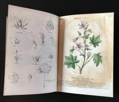 Ambrogio Robiati Atlante elementare di botanica 50 tavole colorate 1847 - immagine 5