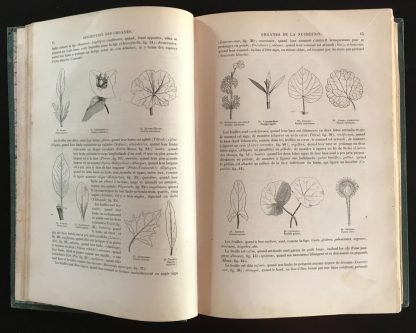 Emmanuel Le Maout Botanique Organographie et Taxonomie Le Curmer 1852 - immagine 5