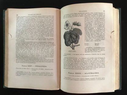 Emmanuel Le Maout Botanique Organographie et Taxonomie Le Curmer 1852 - immagine 7